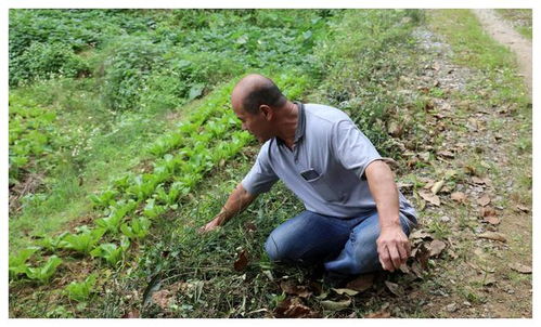 6岁男孩提醒家人收油菜籽躲过降雨,收油菜籽视频